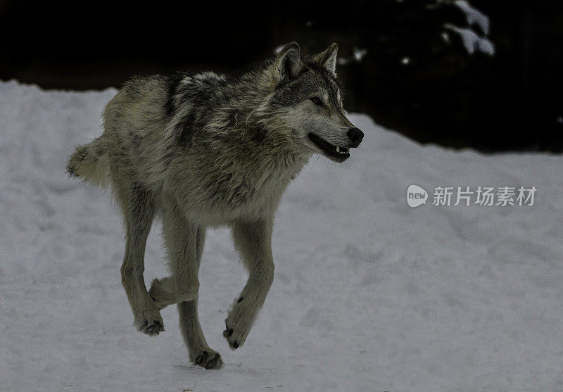 灰狼或灰狼(Canis lupus)是一种原产于北美荒野和偏远地区的犬科动物。